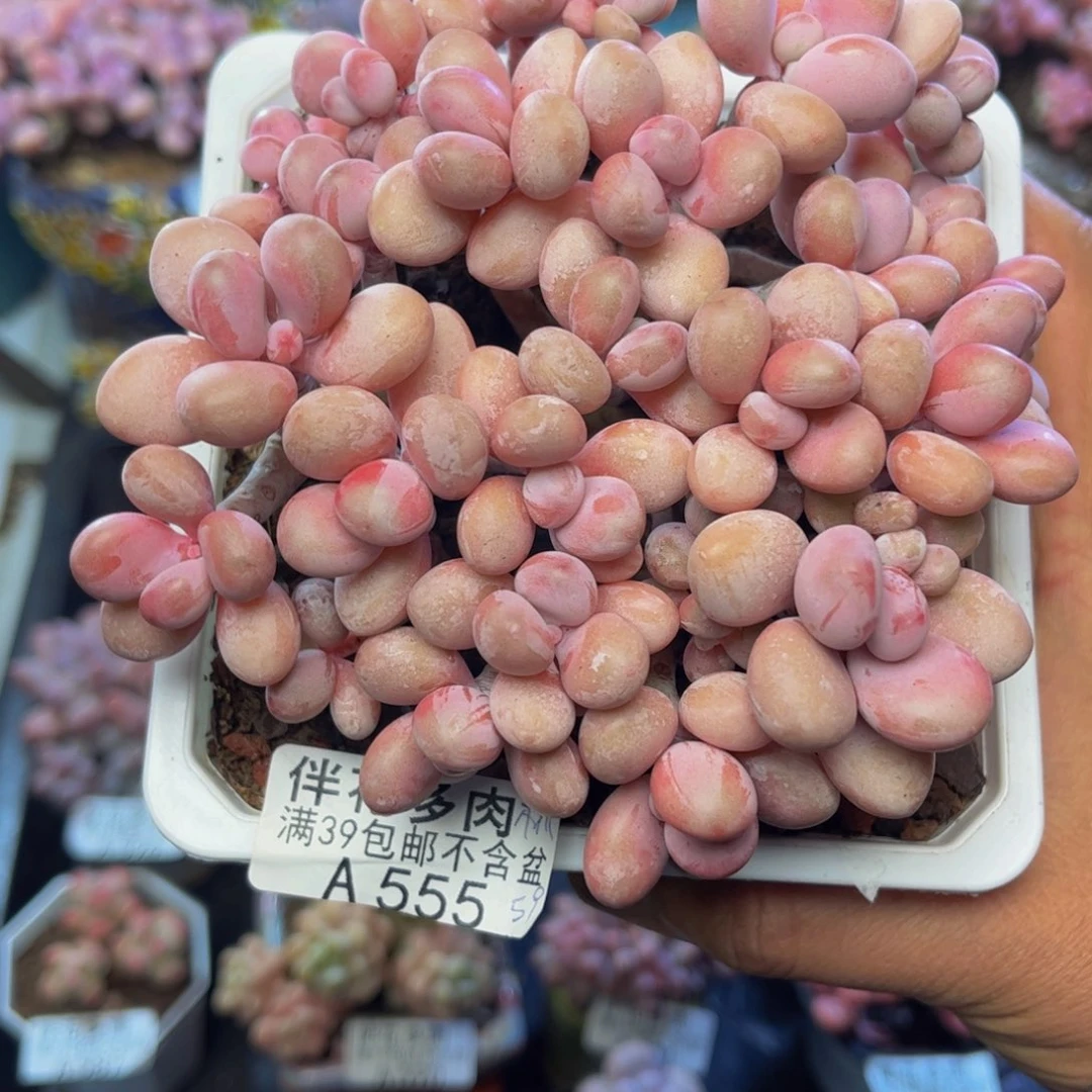 555糖果桃蛋13cm多肉