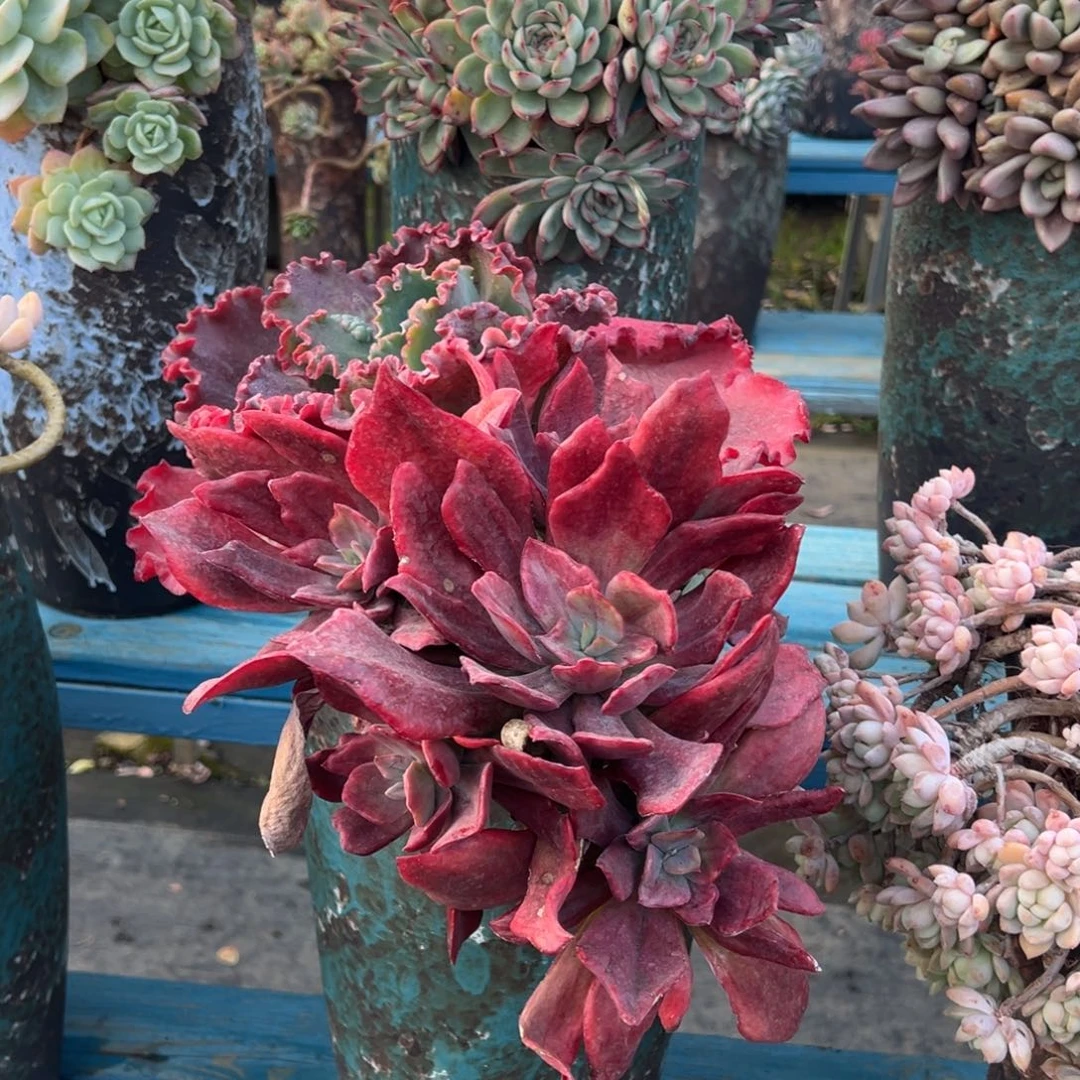 露养老桩脱土裸根钻石锦