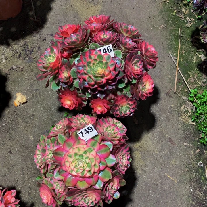 半***暖无花朵746 7490000000