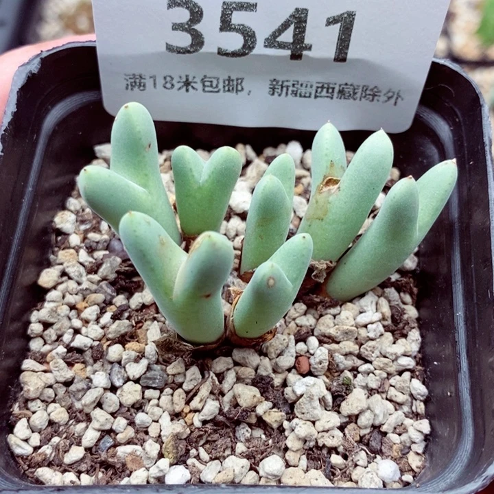 3541。