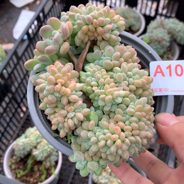 小***芦102 28包冷链脱土发货