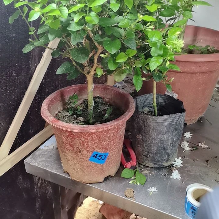 大部分花苞少量开放勇**对