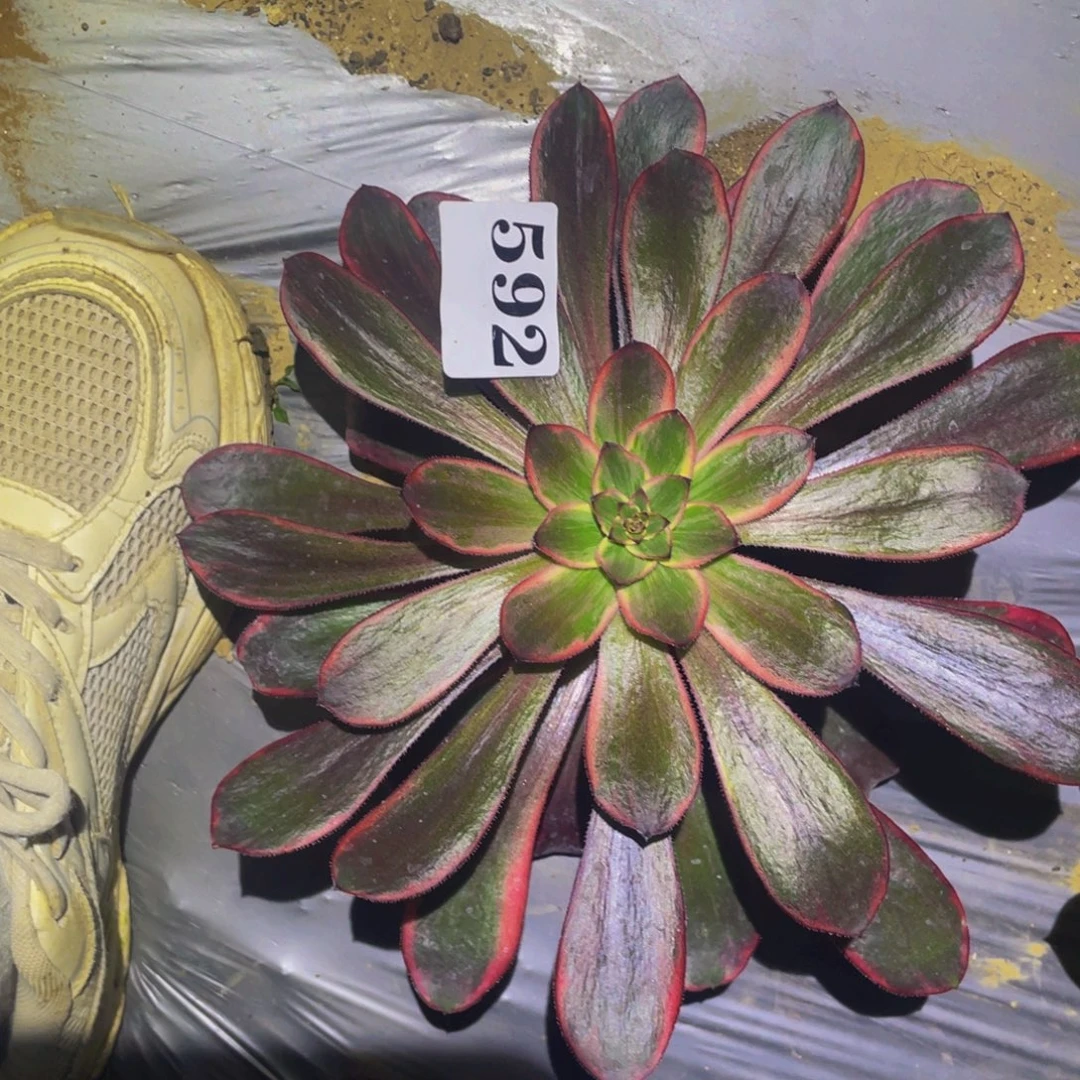 火麒麟多肉植物592