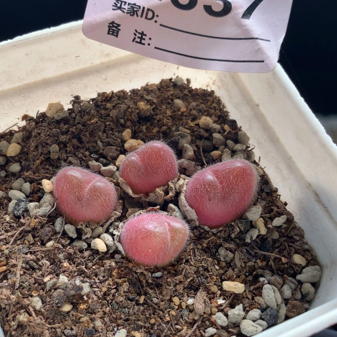 a837毛翠滴母本一颗