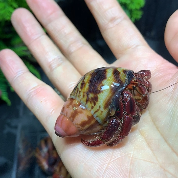 2.0口径奔跑的寄居蟹5号