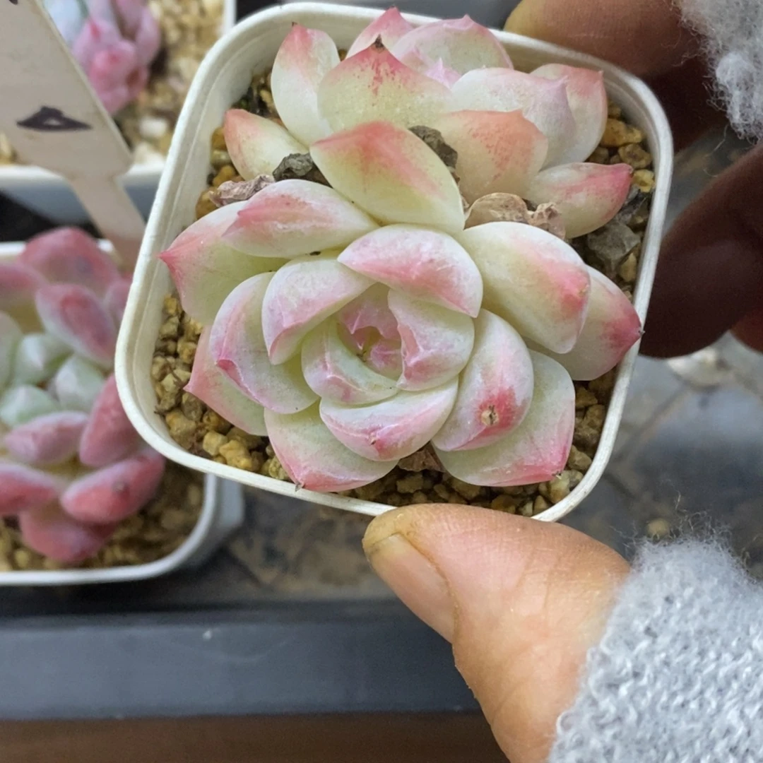 精品多肉一物一拍不包整414