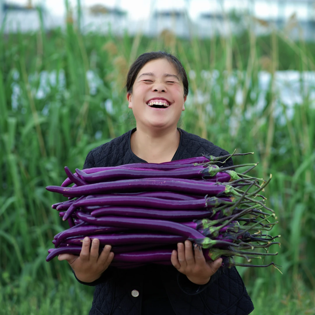 【当日现摘】山东自种线茄当季新鲜紫皮长茄农家现摘细长茄子