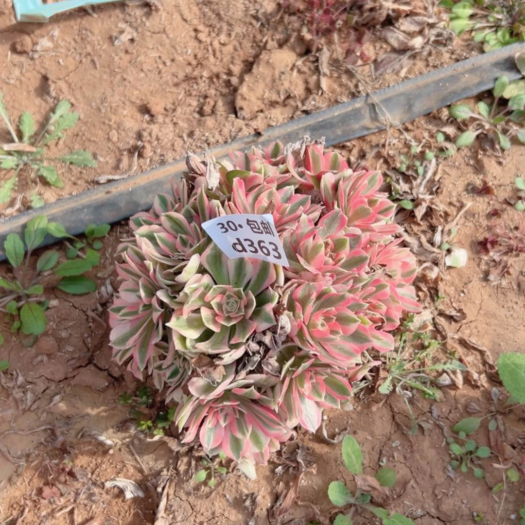 363 女巫多肉法师