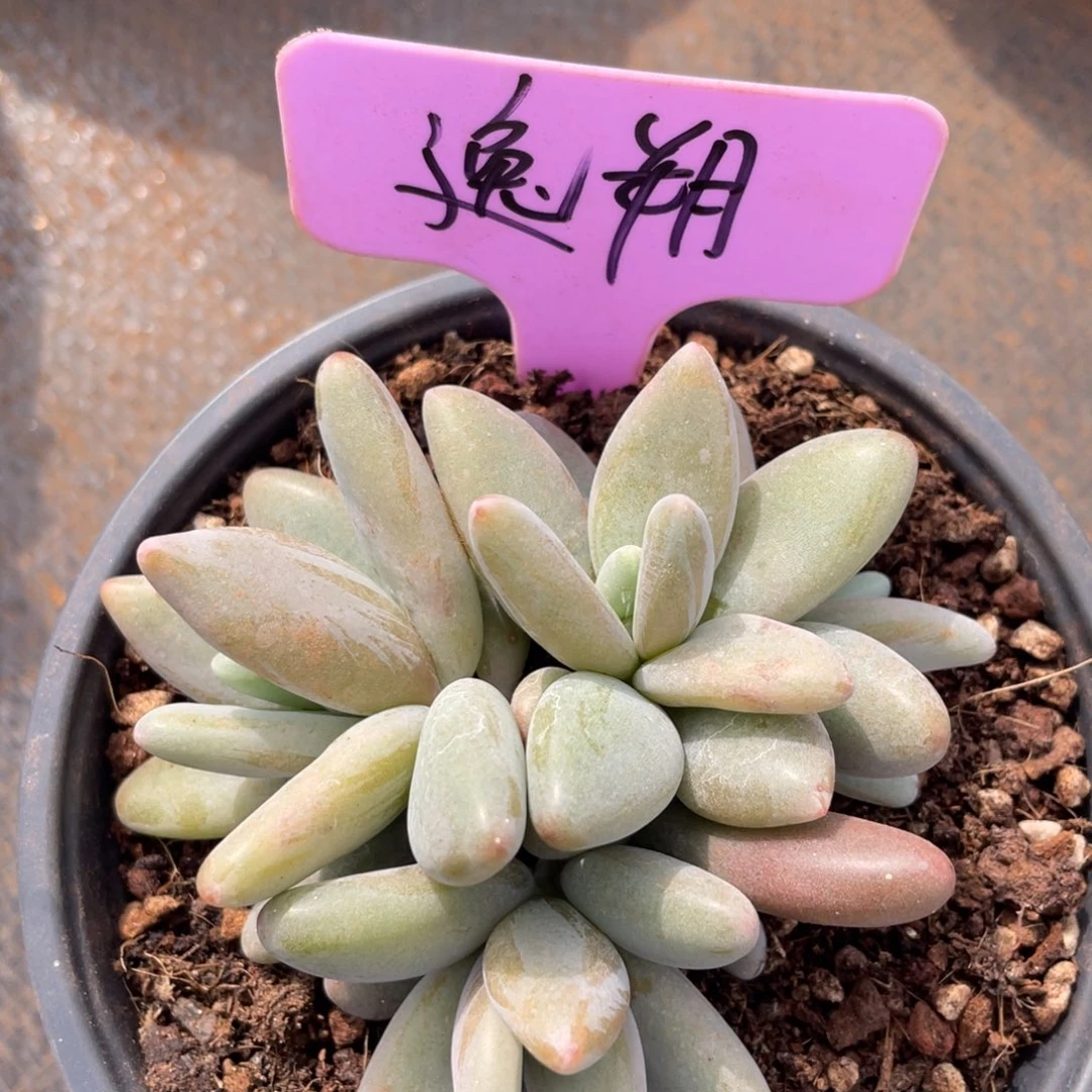 逸*姐姐我在挑战我行走