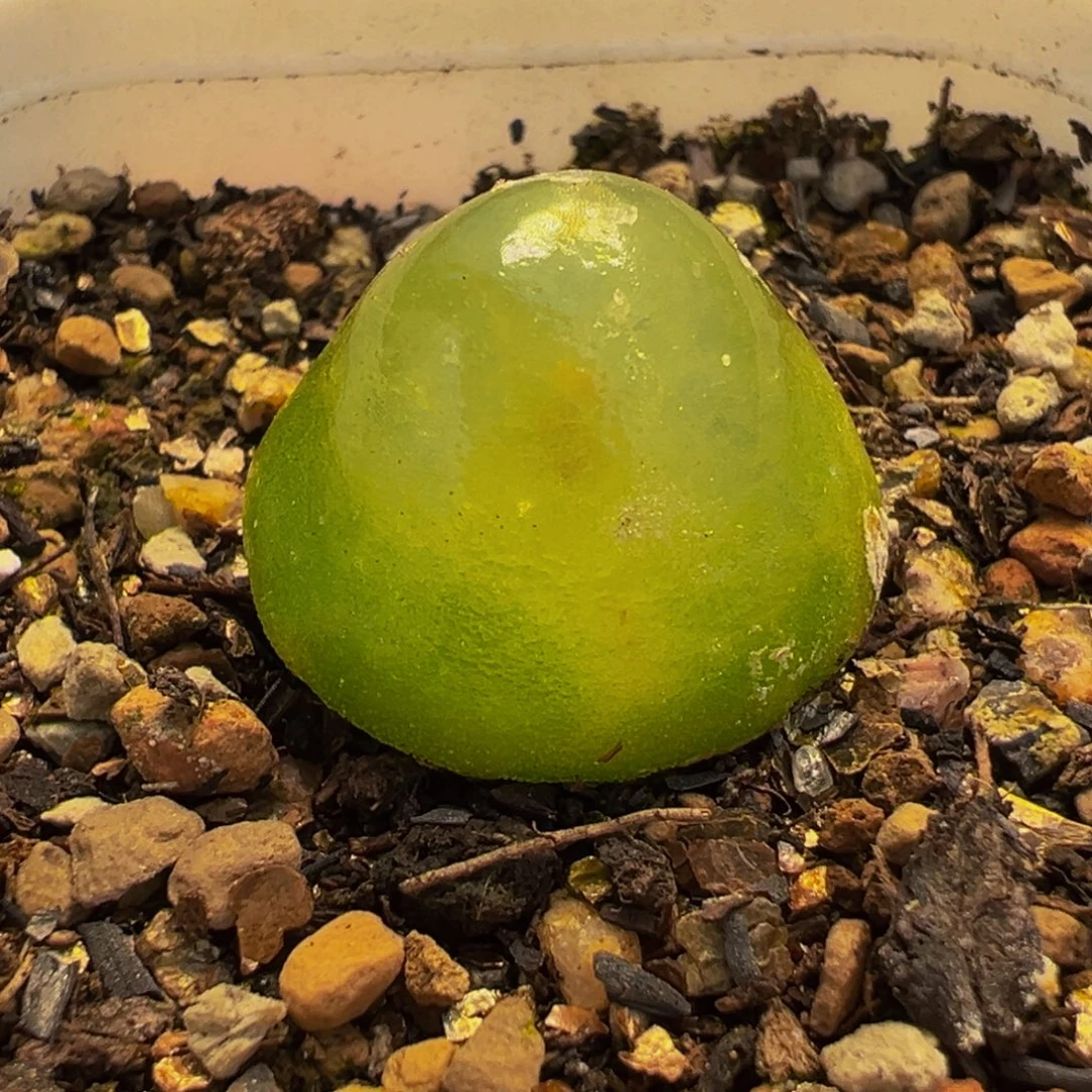 057。多肉植物盆栽栽培