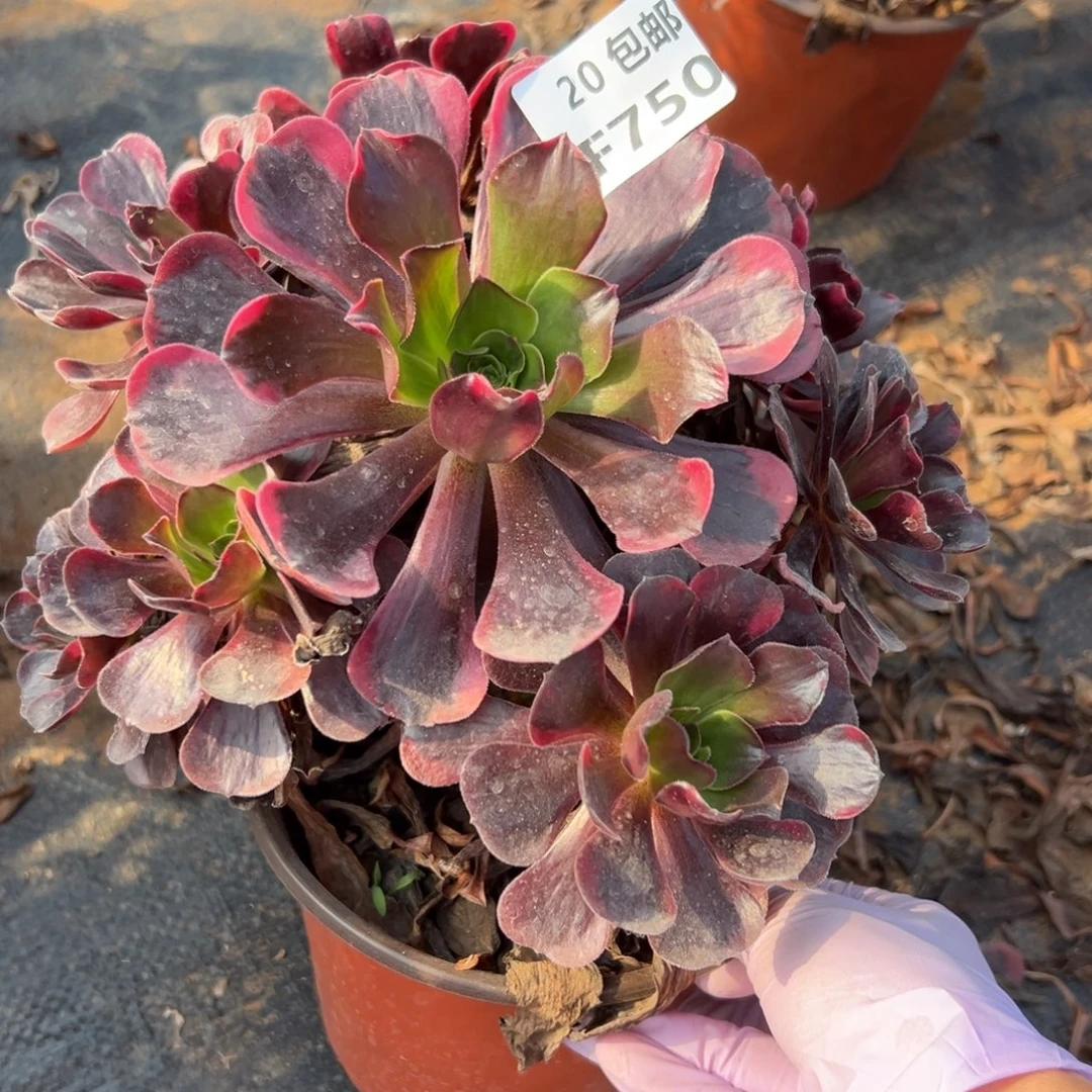 750爱神，满20包邮