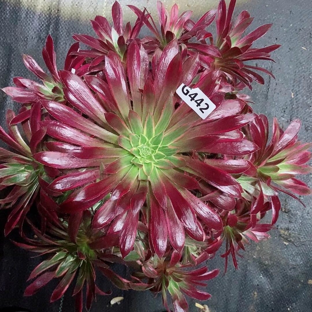 红陶442孔雀锦3多肉