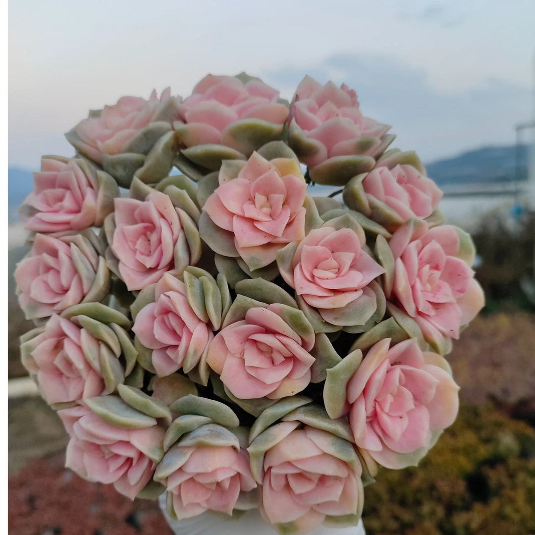 戴安娜玫瑰多肉植物 新手好养活 阳台绿植盆栽 耐寒耐旱 精品老桩