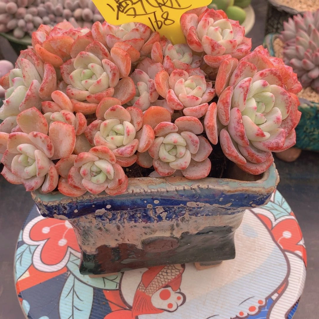 我家的小可爱们都好可爱啊哈