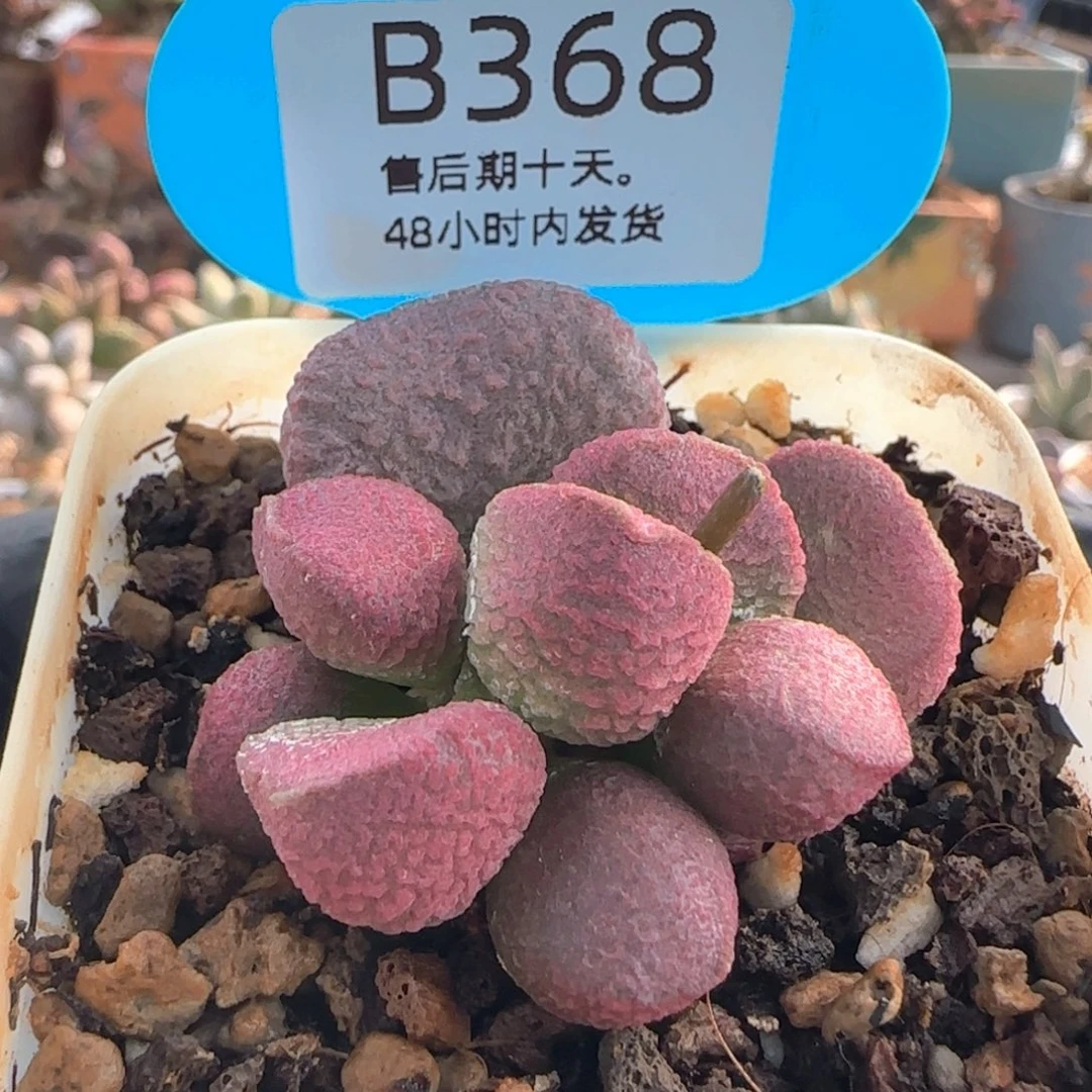 亚当。    368。