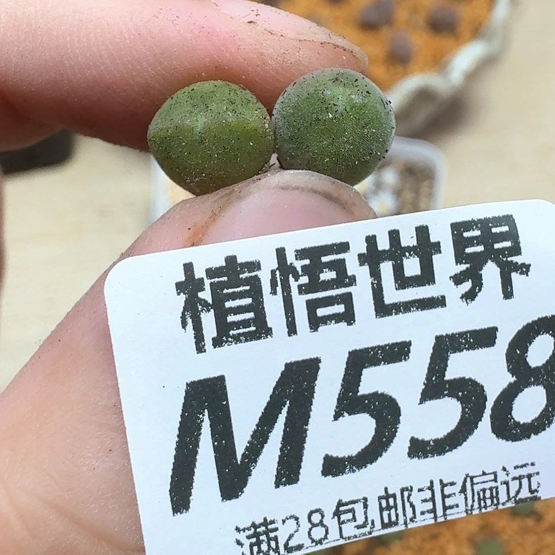 多肉植物的润泽的多