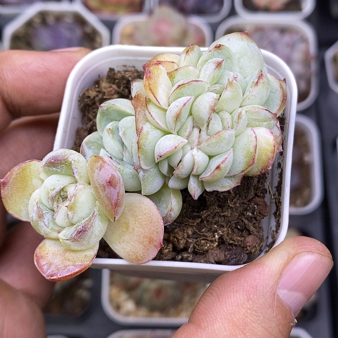 胖虎缀化多肉植物