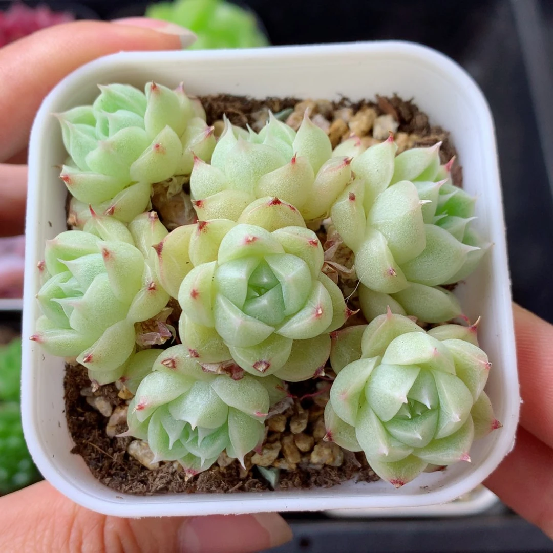 58包邮  群生不包整 37