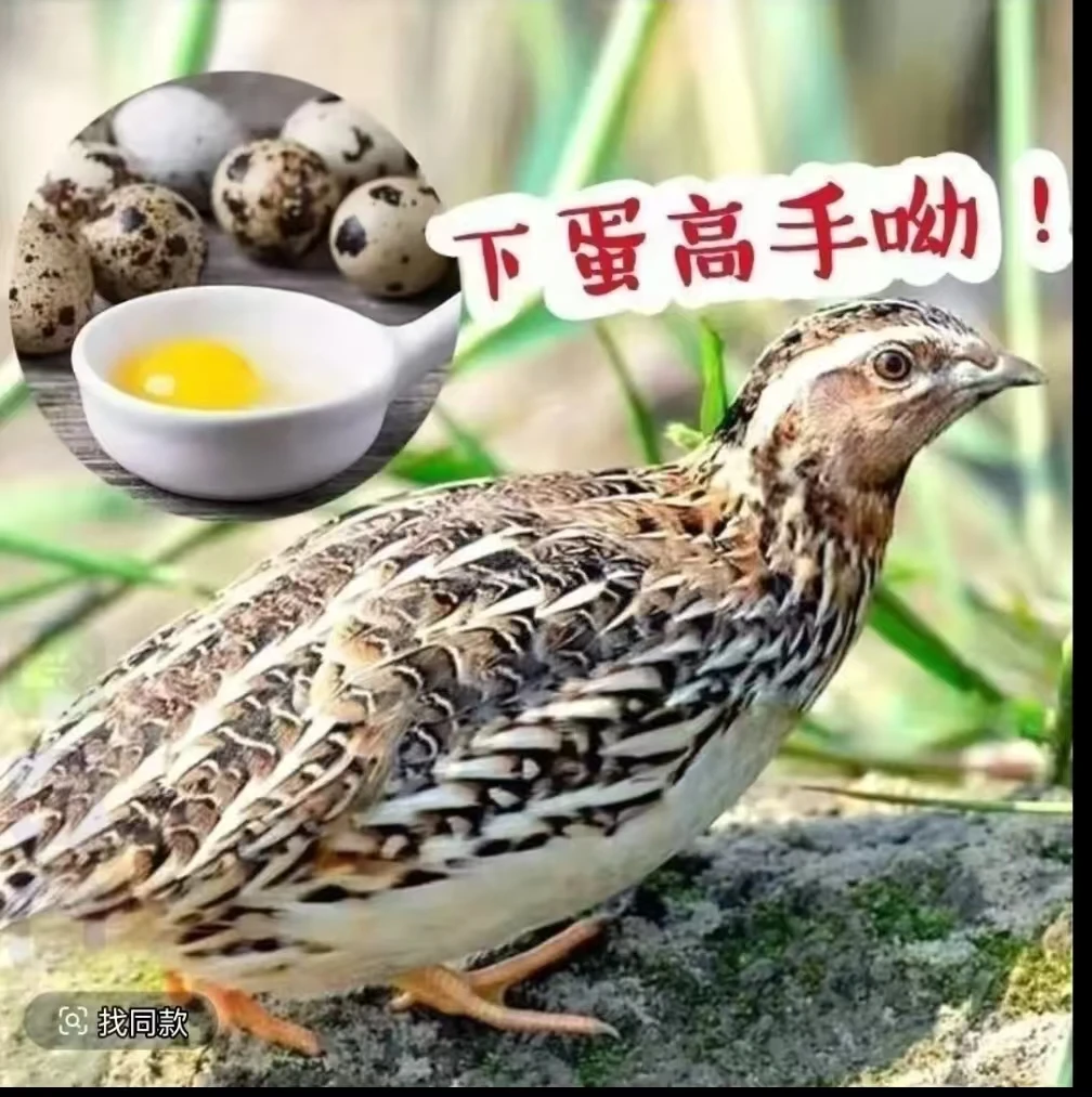 青年黄羽鹌鹑 高产蛋 活体包邮