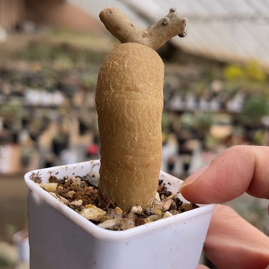 实生黑龙块根一物一拍