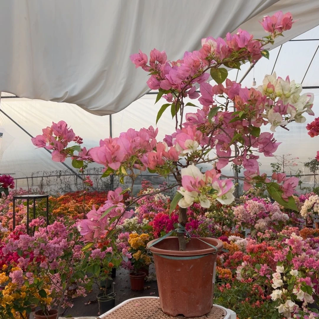 大量花朵（建议范围：8朵-15朵 或40%以上）ℋ****