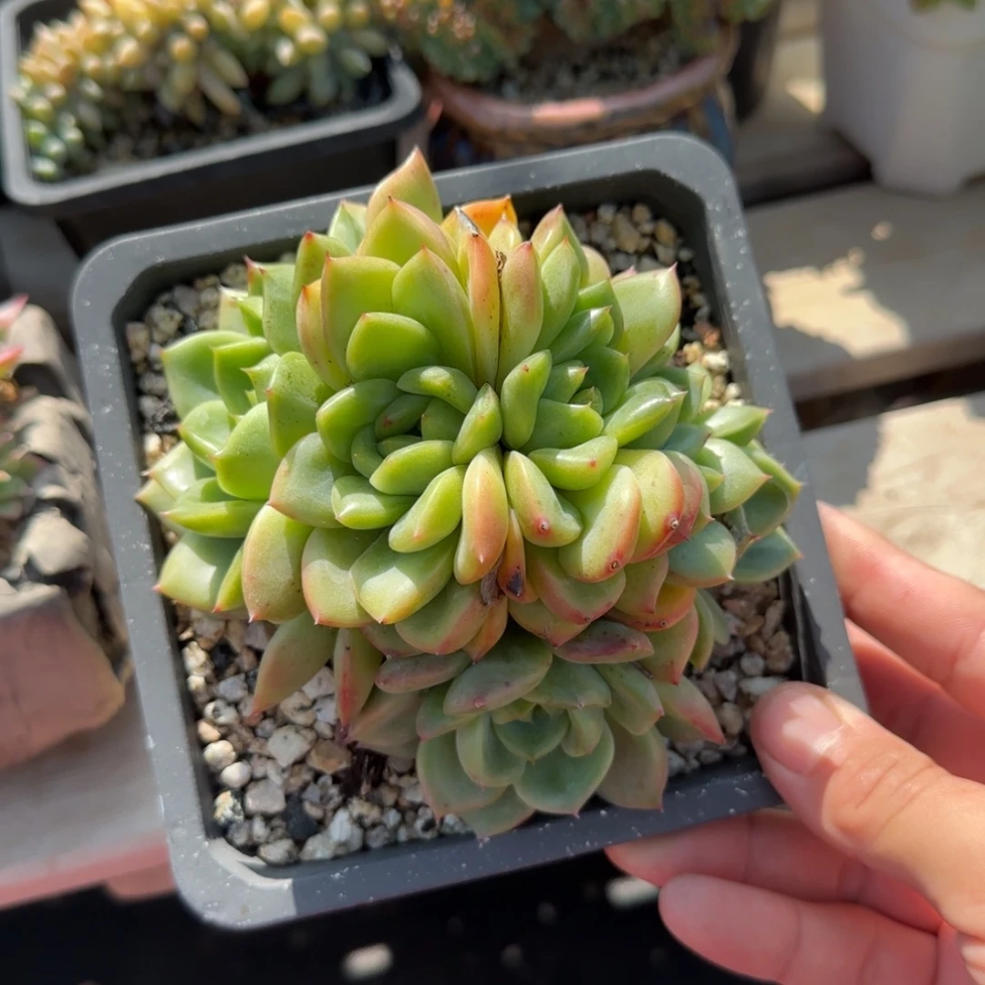 朵朵泡泡焦糖五十包邮老桩