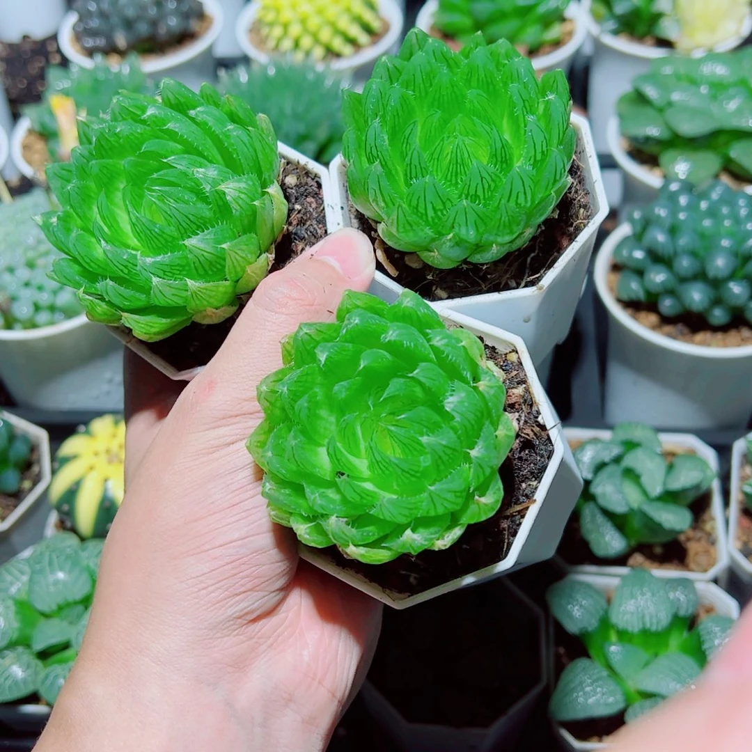 3盆樱水晶玉露多肉