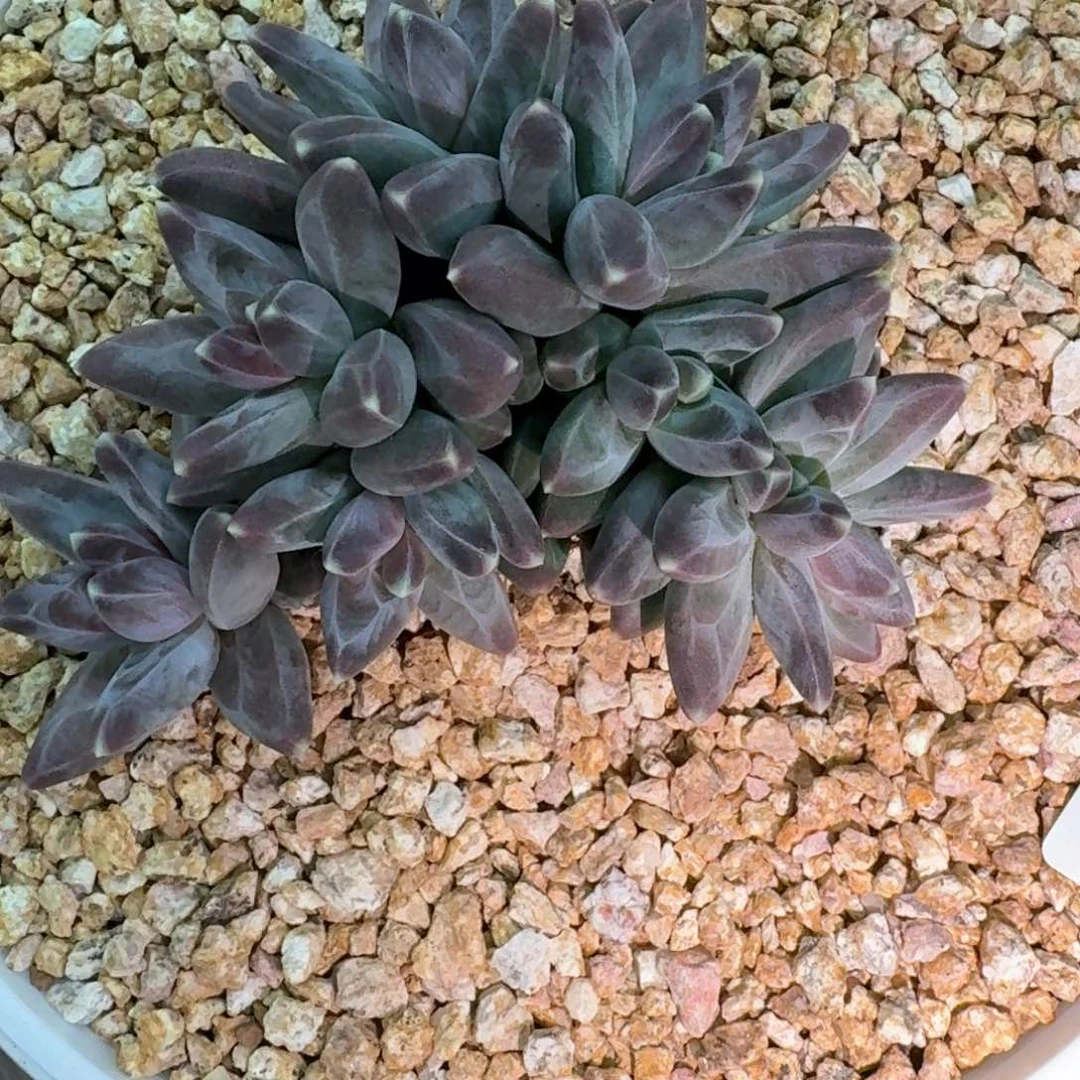 d****l07.21乌拉克拉多肉