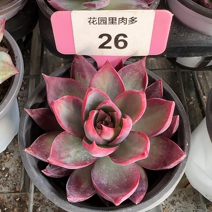 26 惊鸿仙子多肉植物6-9cm