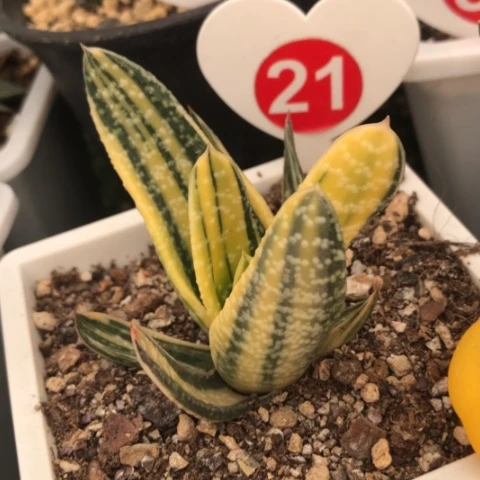 达摩旋转蜗牛锦锦