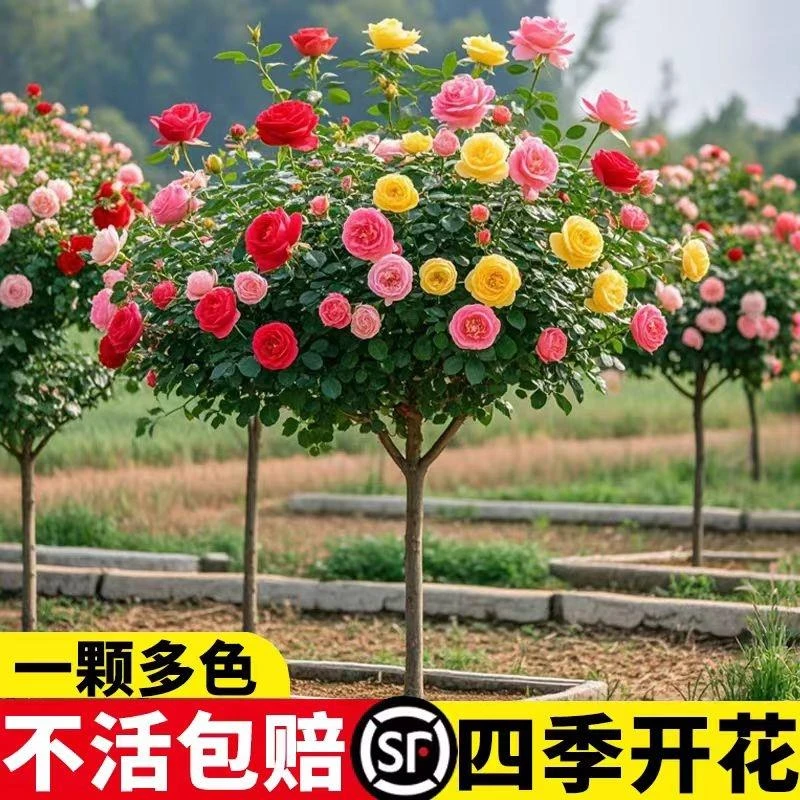 棒棒糖树桩月季开卉阳台绿植独杆直杆树状月季花四季嫁接耐寒植物