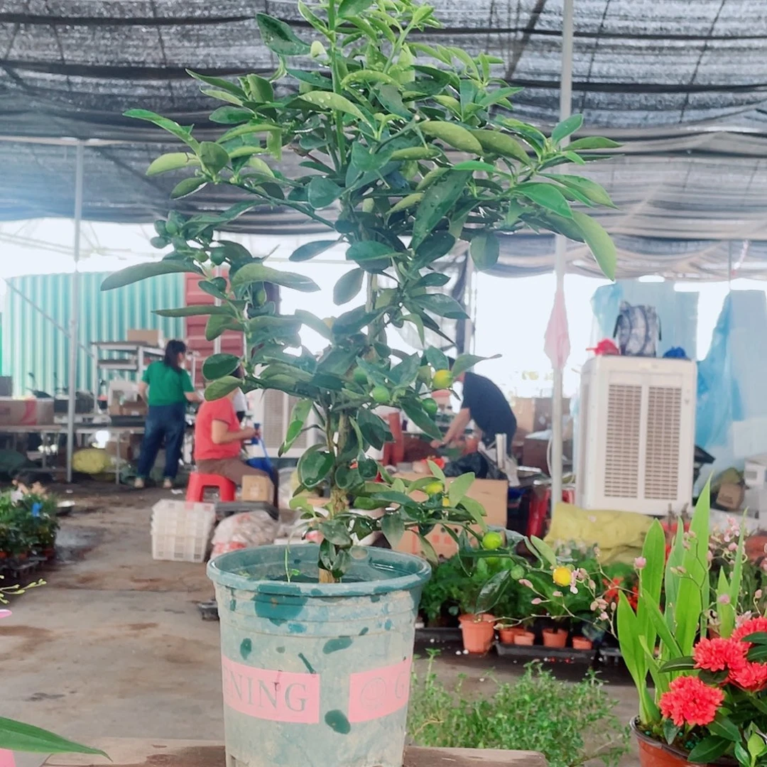 大部分花苞少量开放按图发货