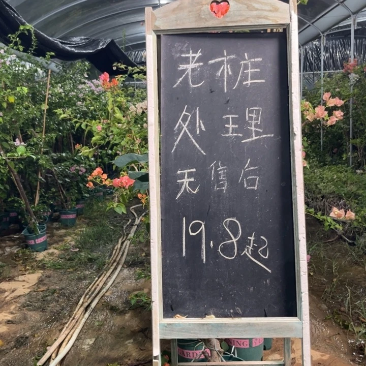 无花朵三角梅三角梅1078