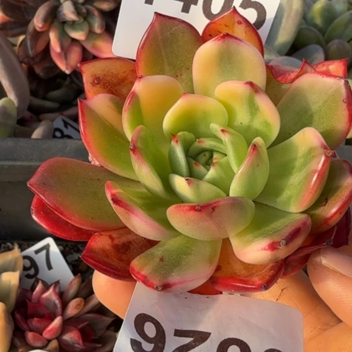 多肉植物满18包邮当场凑单不满单隔天发顺丰到付