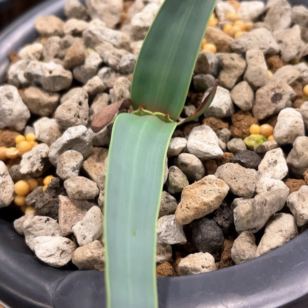 潮流植物百岁兰，金线，59