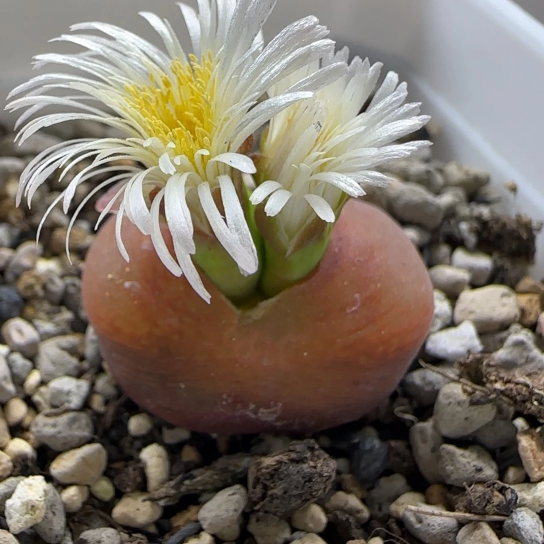 10-24-2-2当天满38包邮水蜜桃2.5cm双花脱土