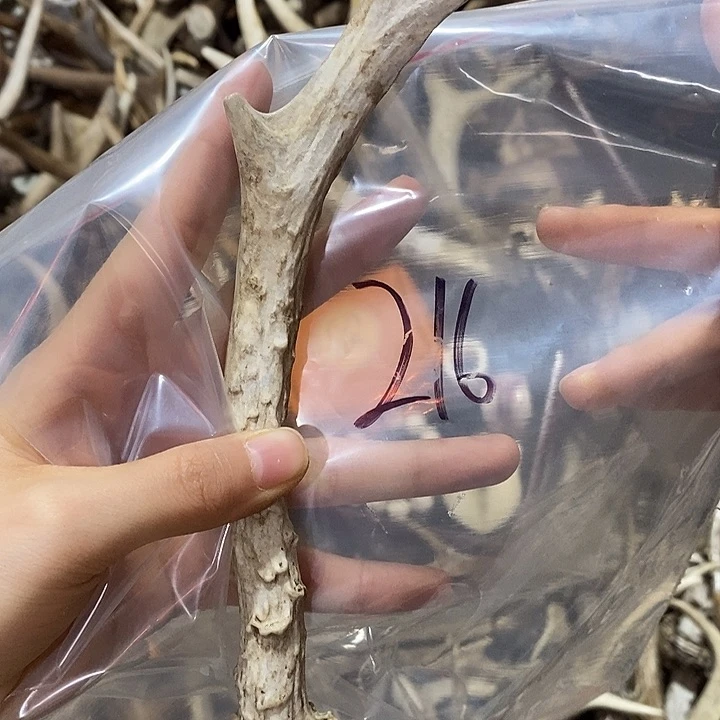 鹿角鹿角鹿角鹿角鹿角鹿