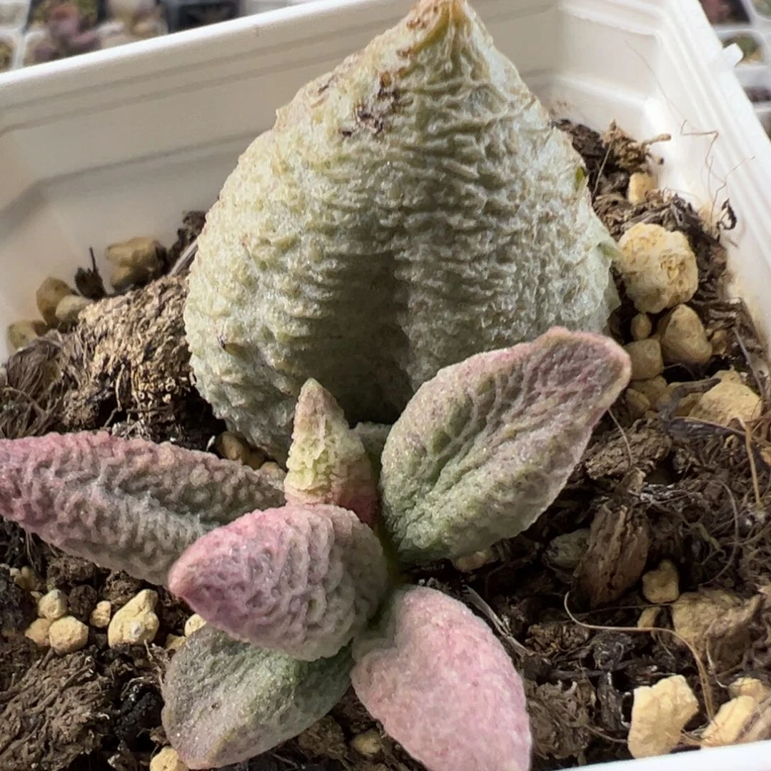 融化纹冰激凌有疤特价多肉植物水泡