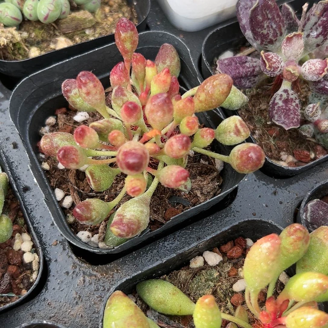 多肉植物鼓槌吹水泡