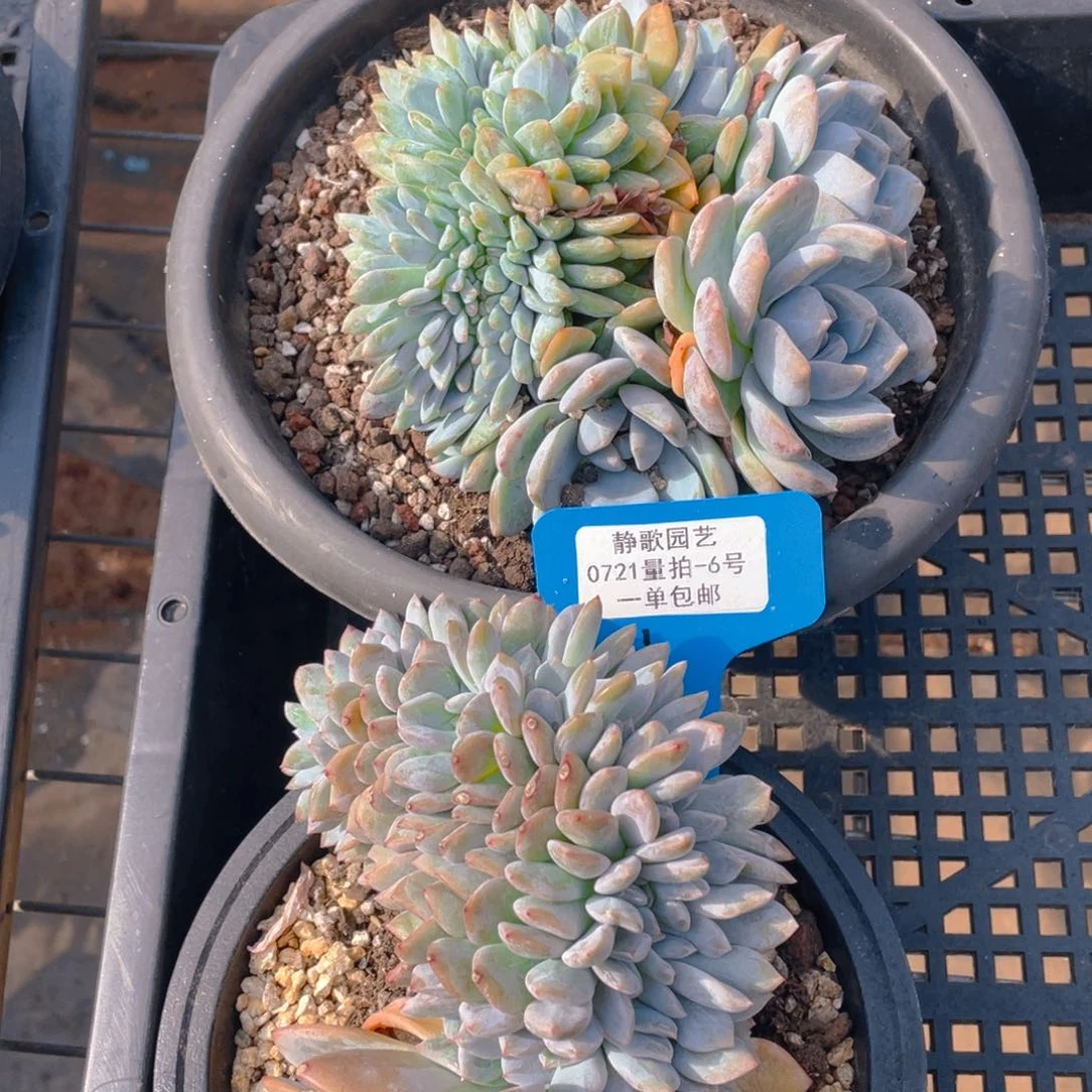 0721-6-龙头石榴籽星影缀化一颗