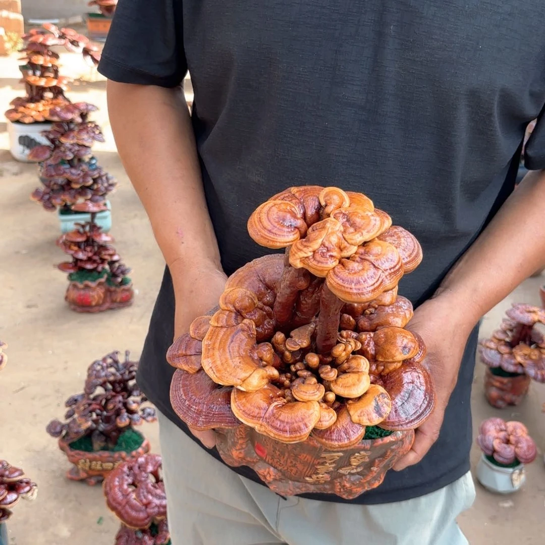 无花朵灵芝是我国著名植物