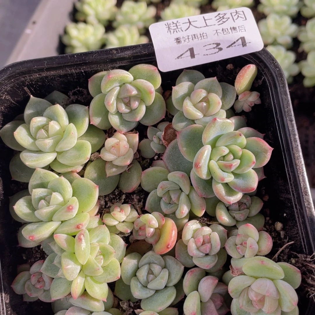 云糖心多肉植物434