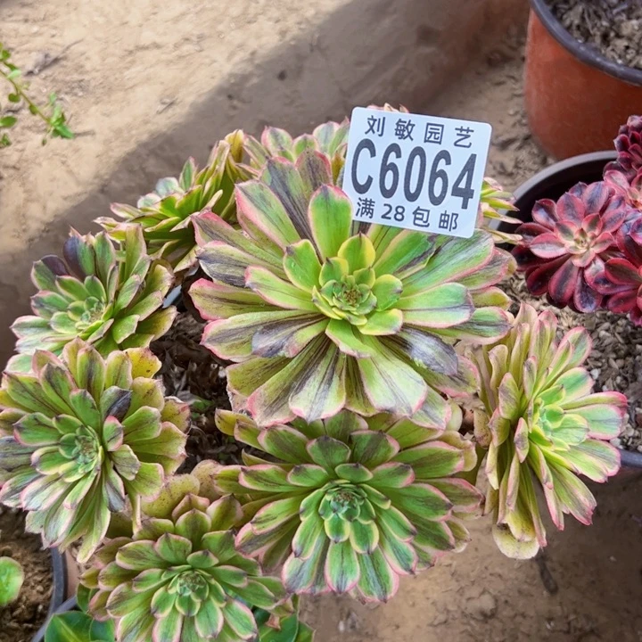 6064邪玫多肉植物法师