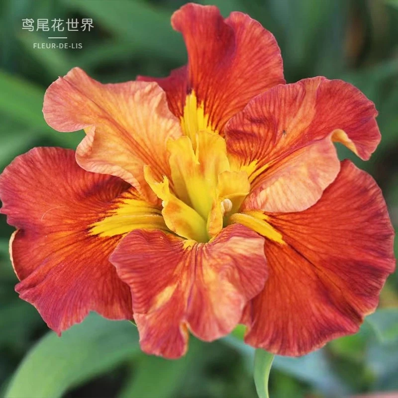 路易斯安娜鸢尾美国进口苗花园庭院花坛户外别墅植物常绿水生世界