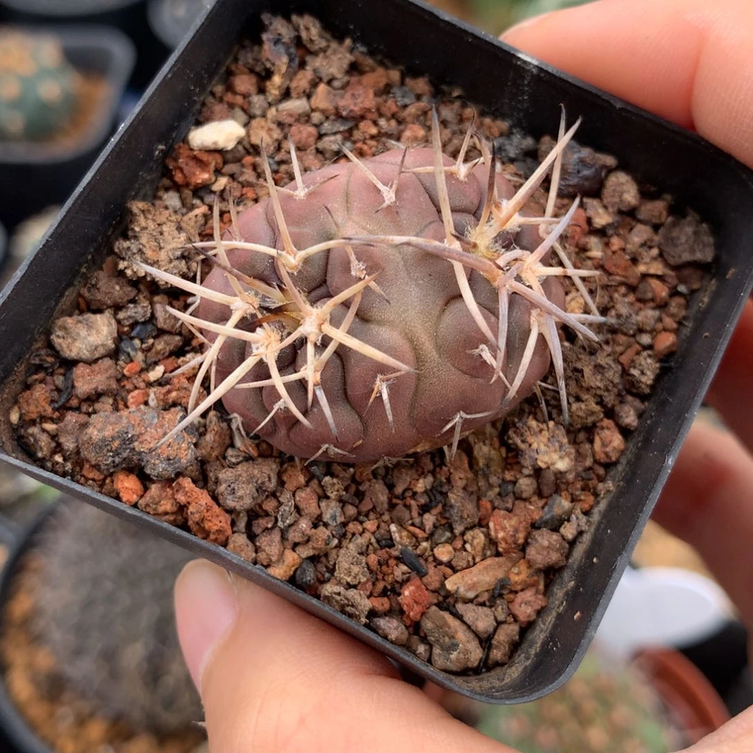 ¹****࿐仙人球仙人球仙人球仙人球仙人球