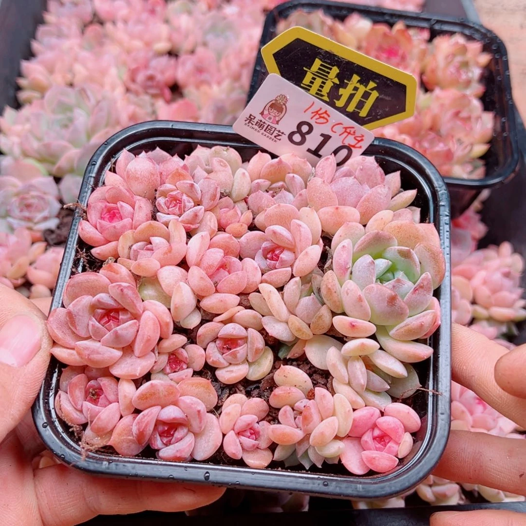 多肉植物多肉植物