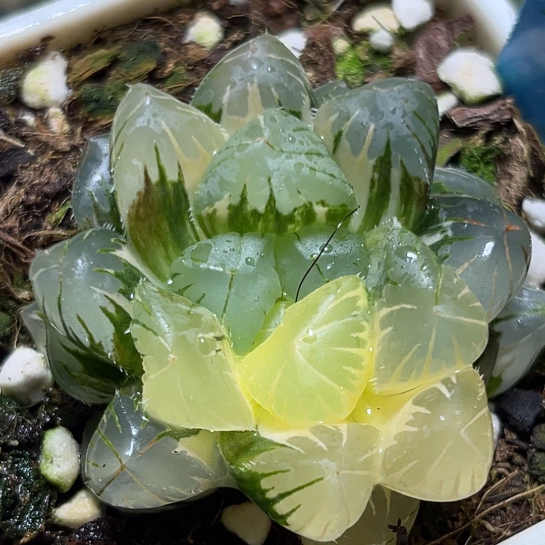 恭喜发财大吉大利0437