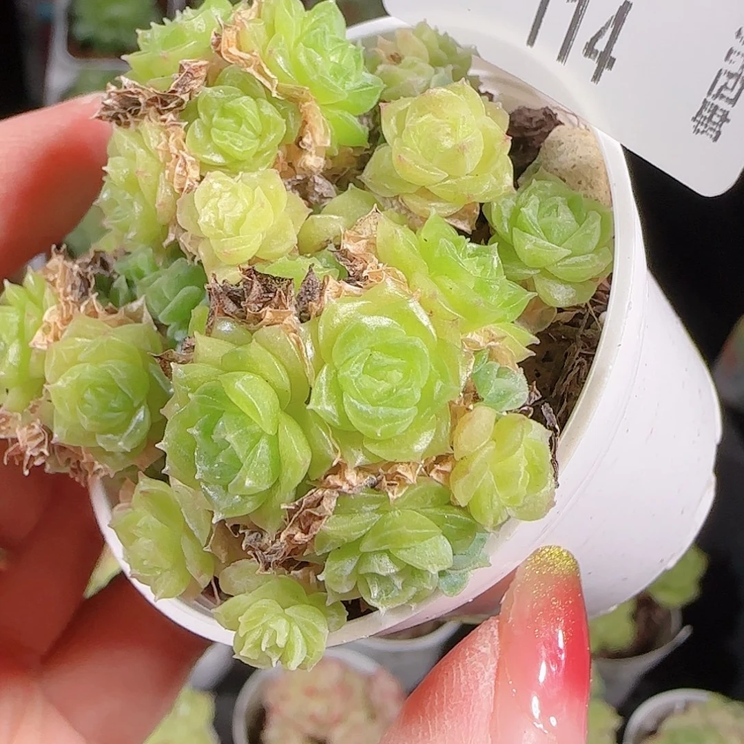 1001--114麦秆优选不包整