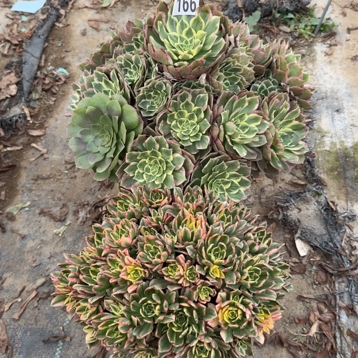166号……2颗……多肉植物……
