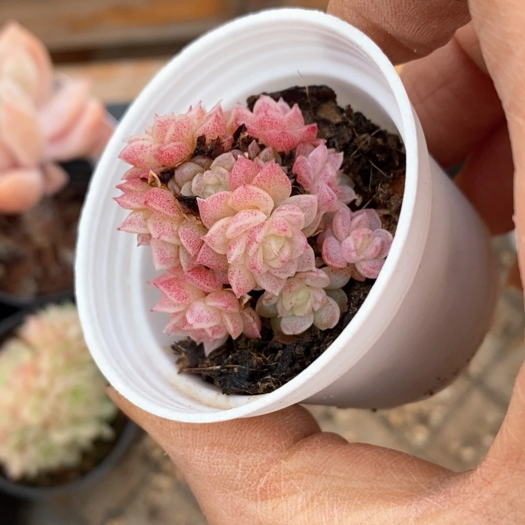 精品多肉一物一拍不包整184